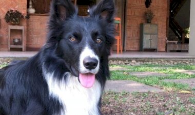 Autoridades de VR em busca de motorista que atropelou cachorro de propósito