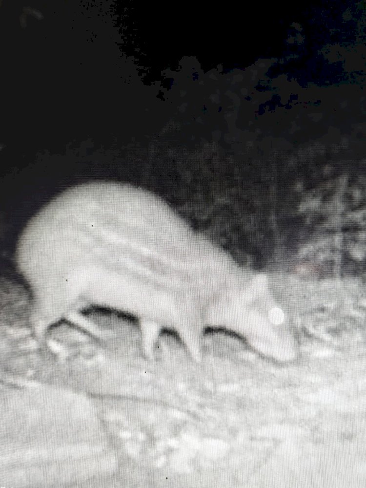 Prefeitura de Três Rios inicia monitoramento da fauna com armadilhas fotográficas em áreas de preservação